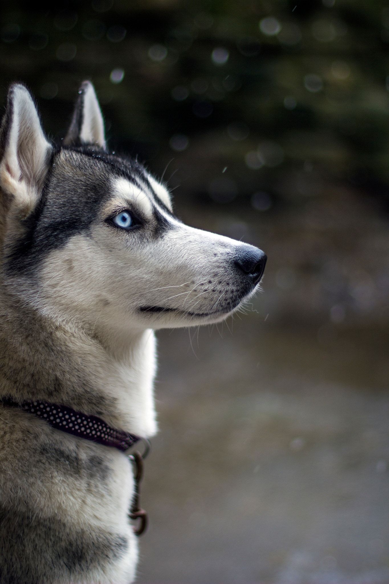 Luna first glance of snow. Dog wallpaper iphone, Husky dogs, Husky puppy