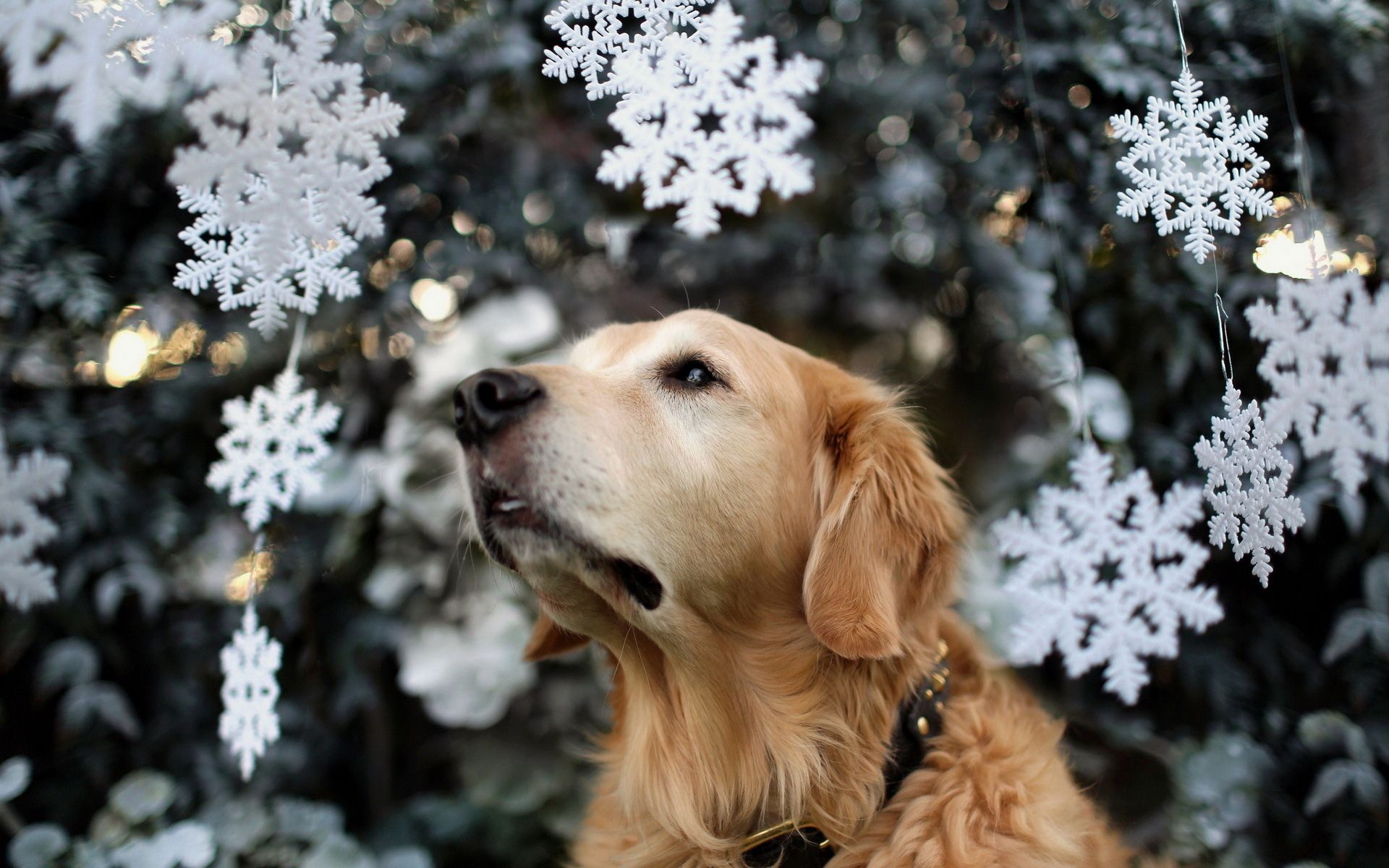 dog, Tree, Holiday, Christmas, Snow Wallpaper HD / Desktop and Mobile Background