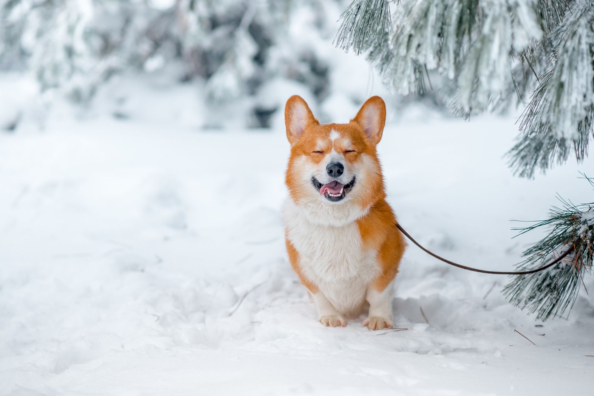 snow, Nature, Animals, Corgi, Dog Wallpaper HD / Desktop and Mobile Background