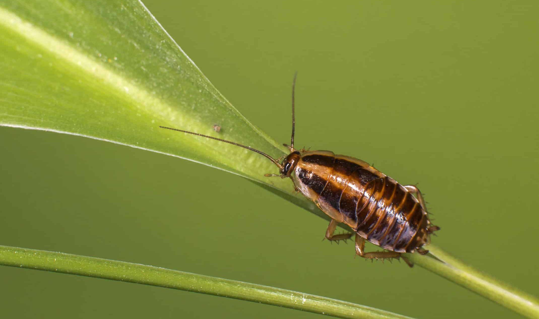 Dubia Roach Wallpapers - Wallpaper Cave