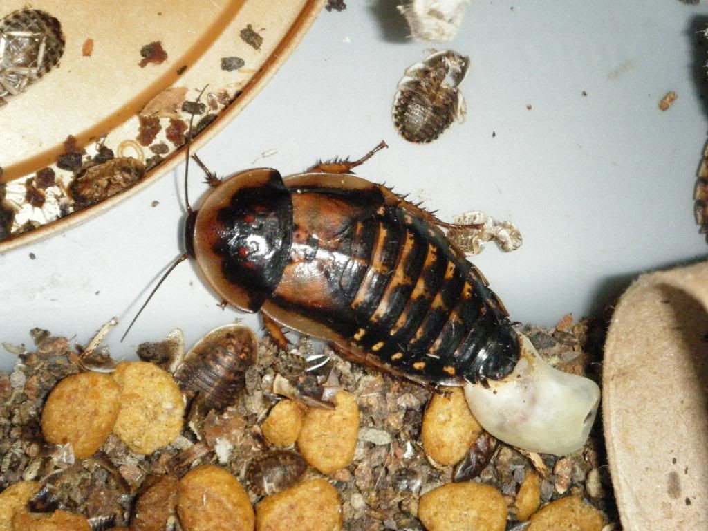 Dubia Roach Wallpapers - Wallpaper Cave