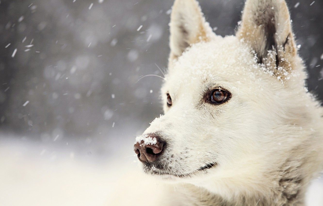 Wallpaper winter, look, snow, dog, Dog .goodfon.com