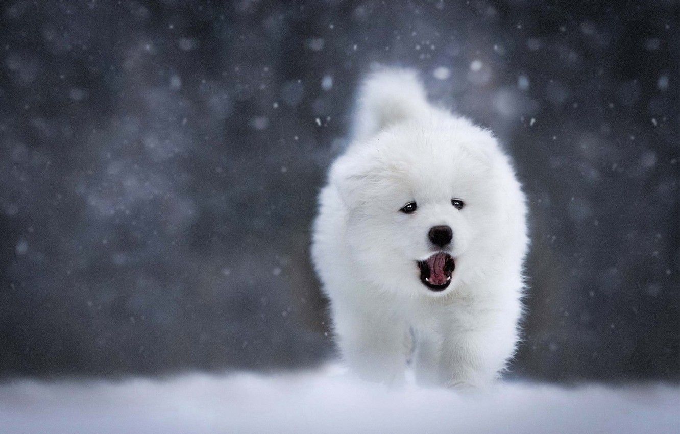 Wallpaper winter, language, snow, the dark background, dog, mouth, puppy, white, walk, face, bokeh, Samoyed image for desktop, section собаки