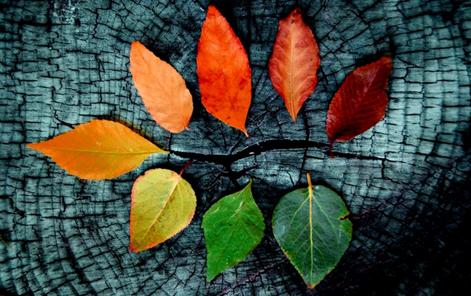 Other Autumn Tumblr Leafs Nature Fall Desktop Wallpaper Desktop Background