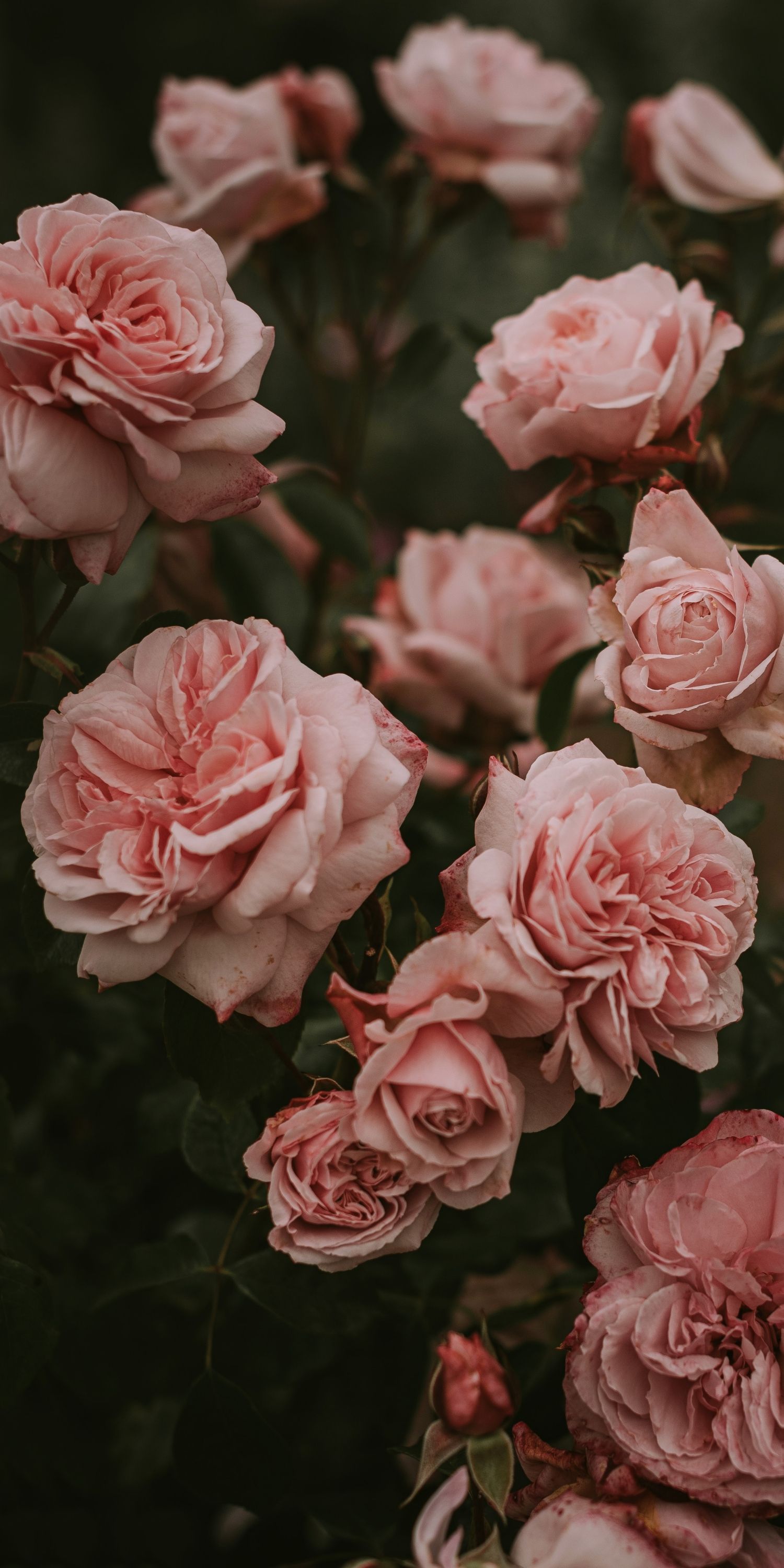 Pink roses aesthetic