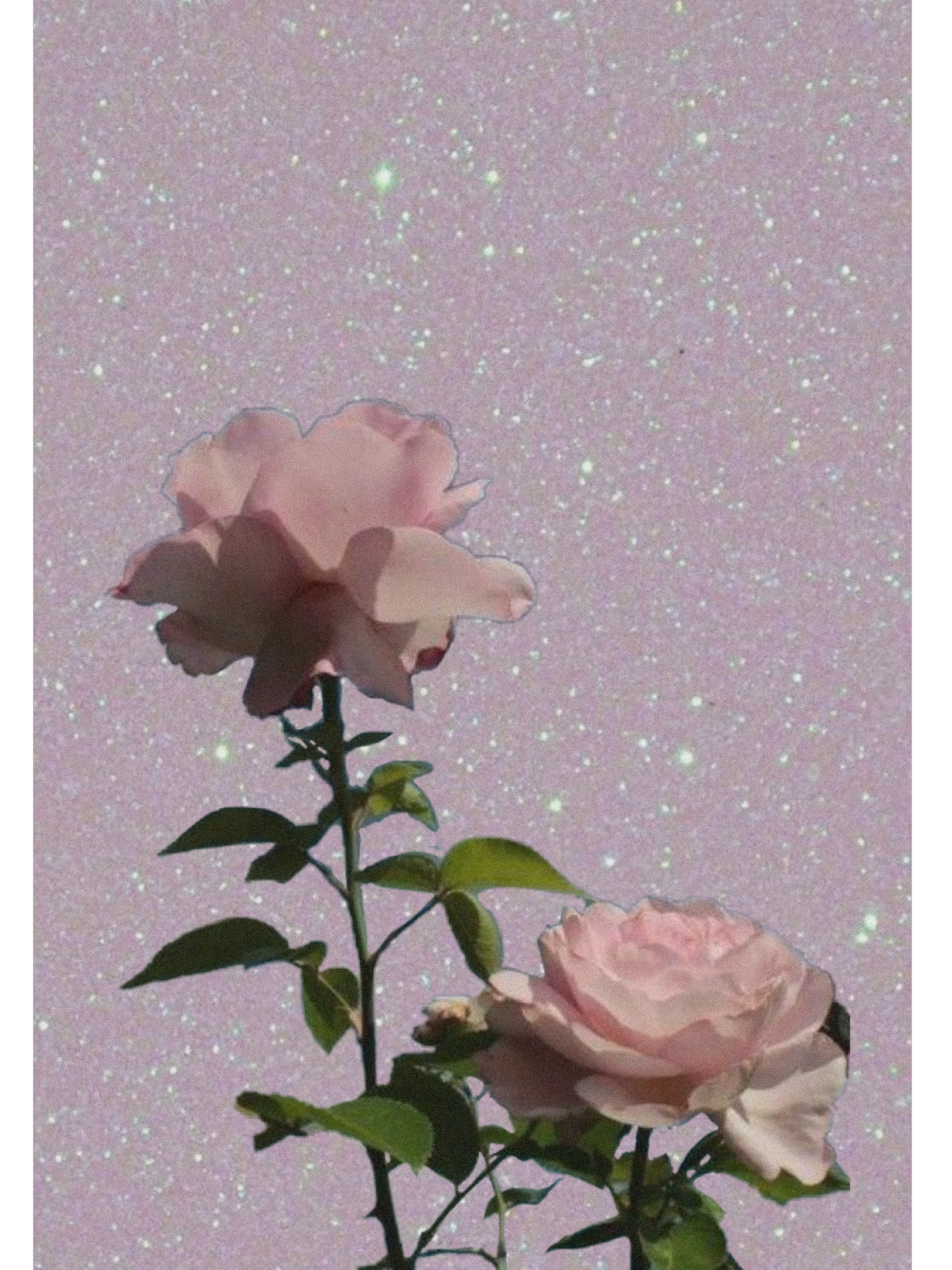 aesthetic rose pink pinkrose wallpaper Sticker
