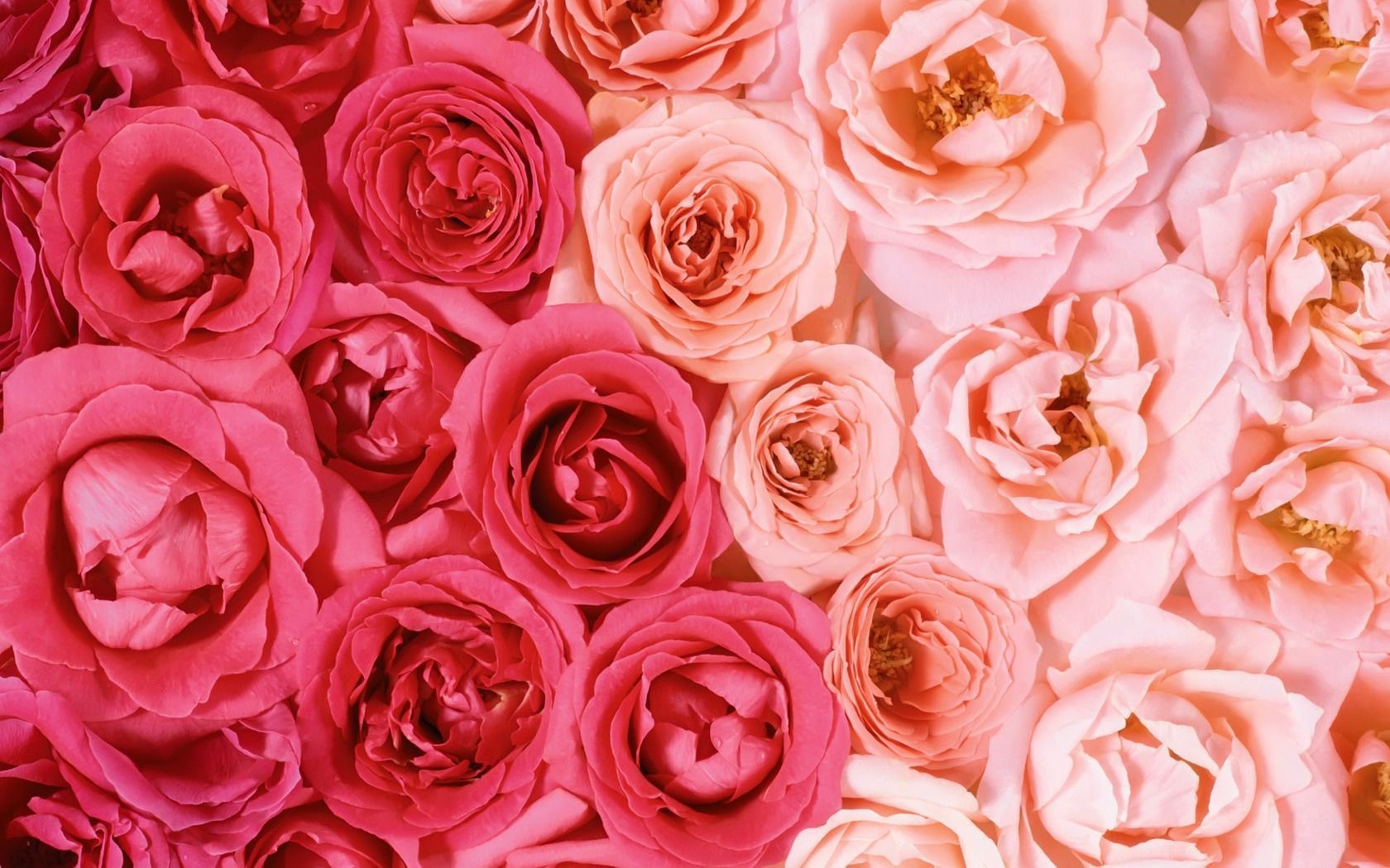 Red Rose Aesthetic Computer Wallpaper