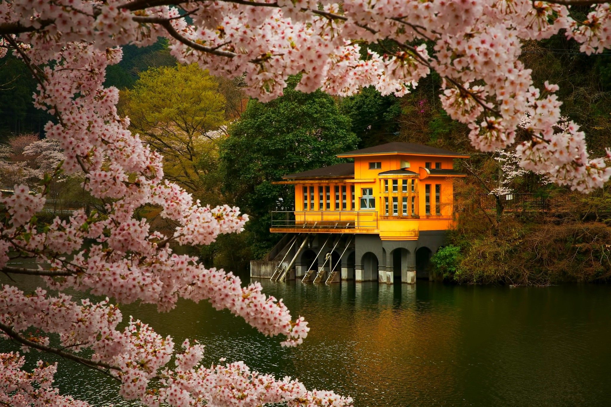 cherry Blossom, Trees, Spring, Lake, Flowers, Japan, Nature, Landscape, Pink, Gold, Green Wallpaper HD / Desktop and Mobile Background