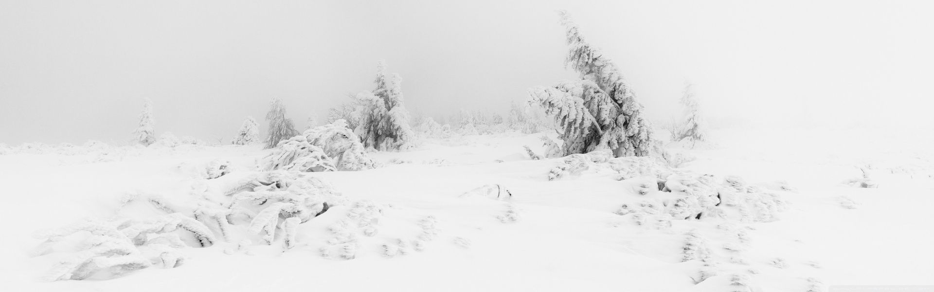 Winter Fog White Snow Trees Aesthetic Ultra HD Desktop Background Wallpaper for 4K UHD TV, Widescreen & UltraWide Desktop & Laptop, Multi Display, Dual Monitor, Tablet