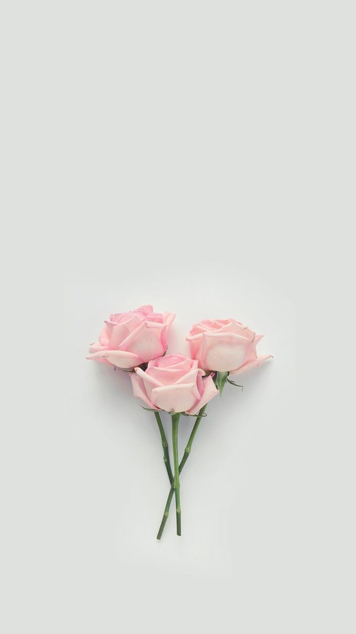 Lock Screen Pink Rose Wallpaper iPhone