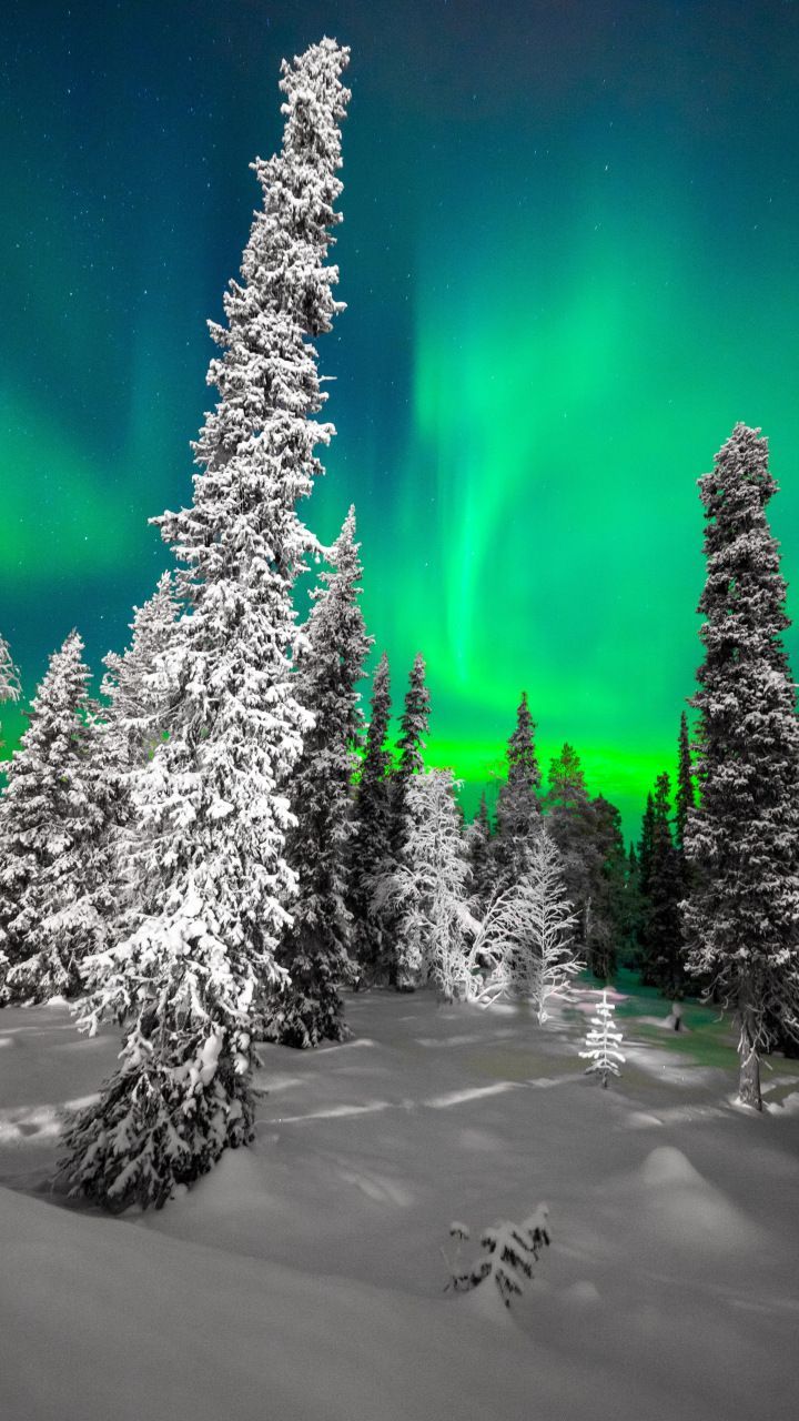 Winter, trees, Northern lights, sky, night, 720x1280 wallpaper