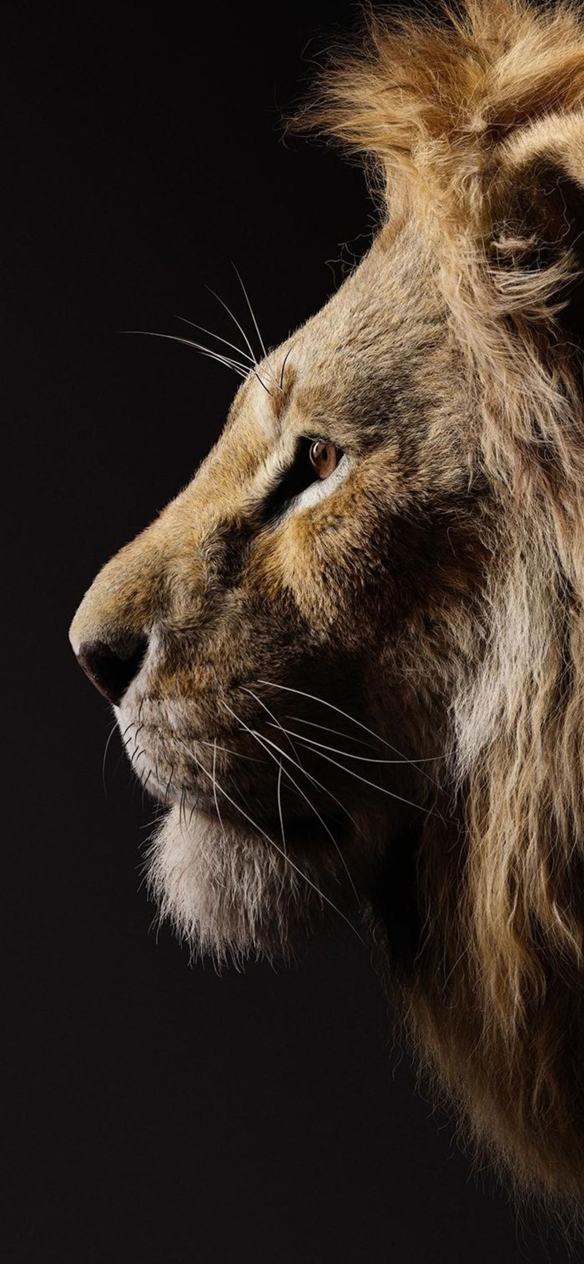 Best Lion iPhone 12 HD Wallpaper