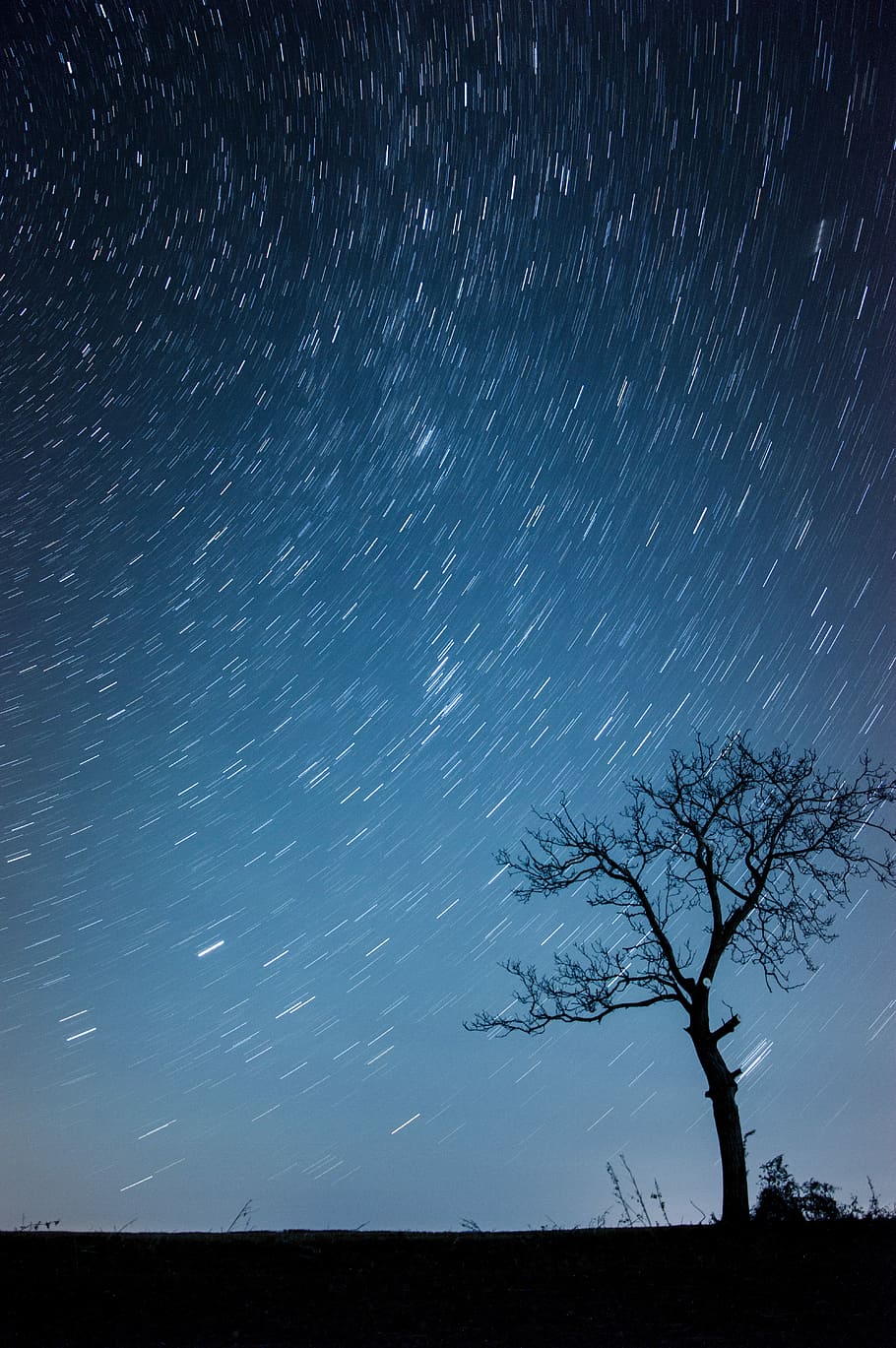 silhouette of tree, time lapse photo, tree silhouette, starry sky, nightime, night sky, star lapse, sky, CC public domain, royalty free
