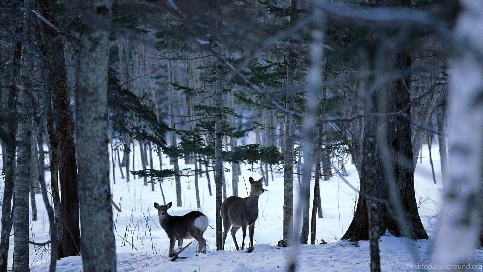 Free Desktop Wallpaper Winter Scenes Desktop Background