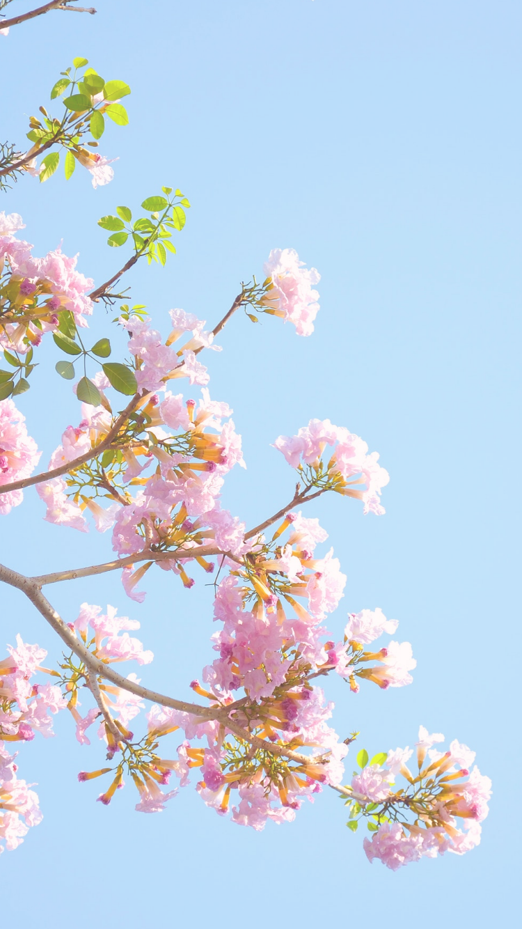 Floral Pastel Aesthetic Desktop Wallpaper
