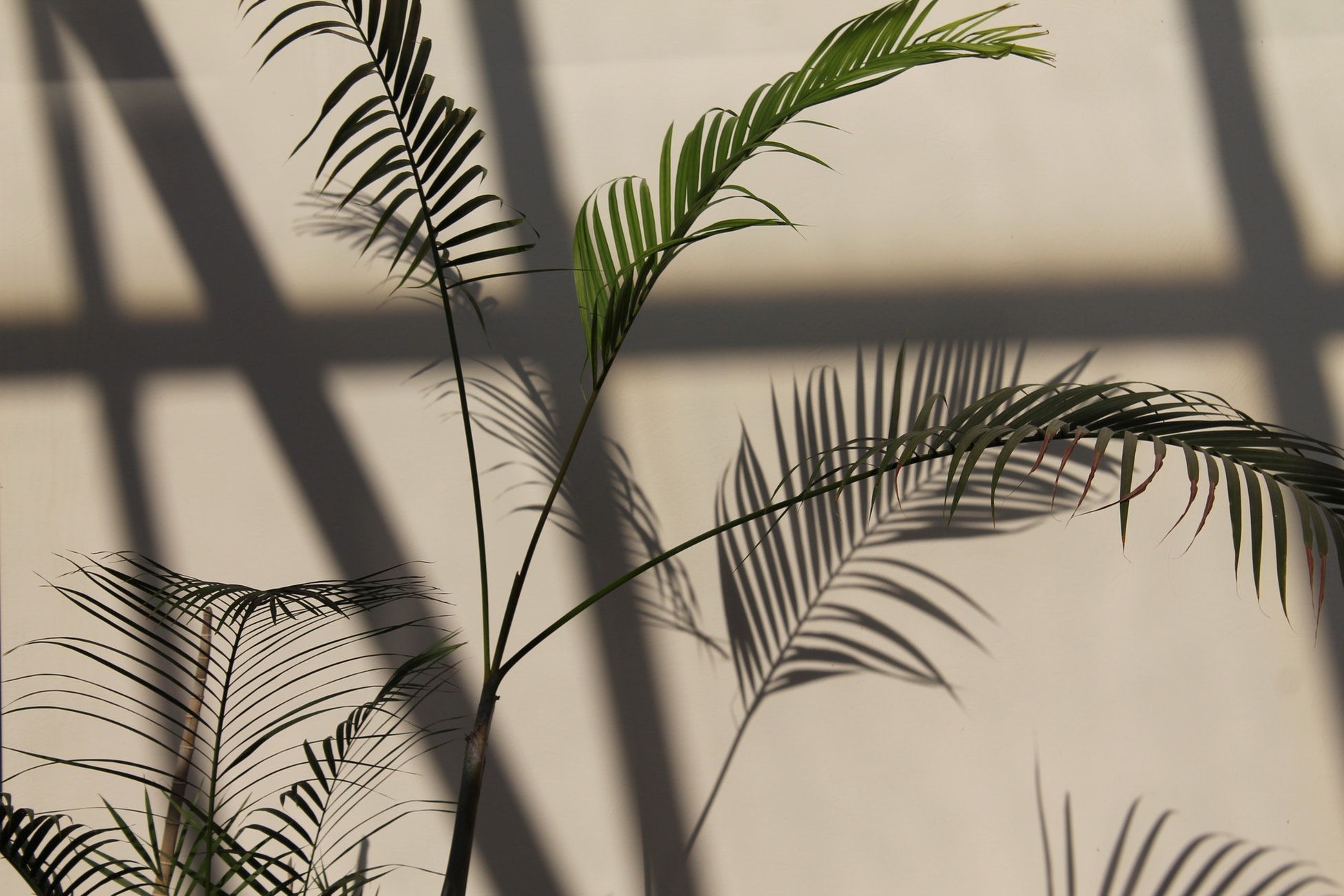 Featured image of post View 20 Minimalist Aesthetic Desktop Wallpaper Plants
