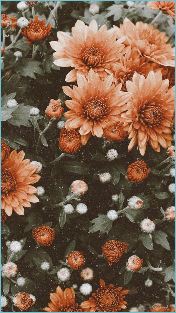 Flower Aesthetic Wallpaper flower background