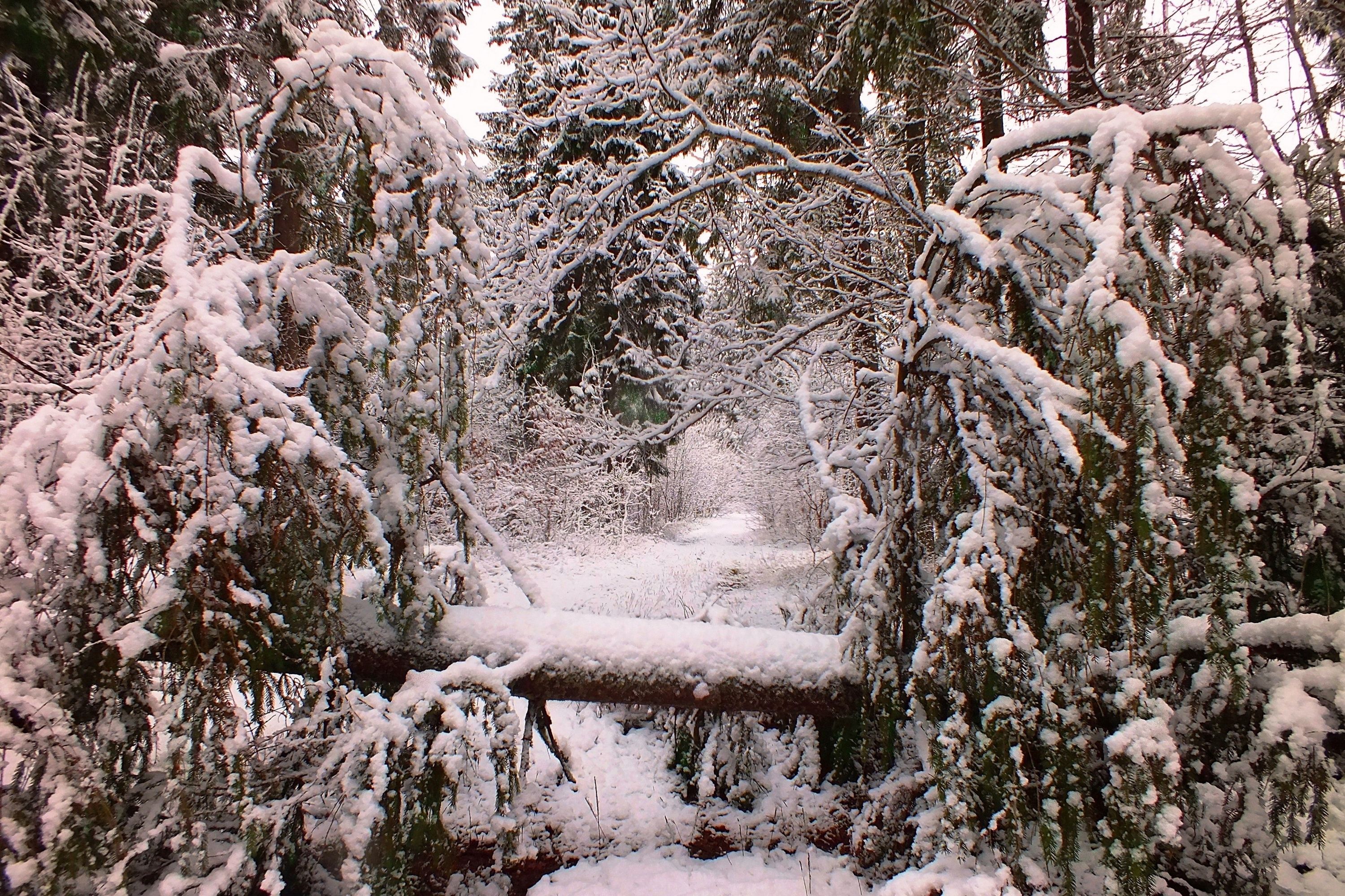 of Trees 4K wallpaper for your desktop or mobile screen