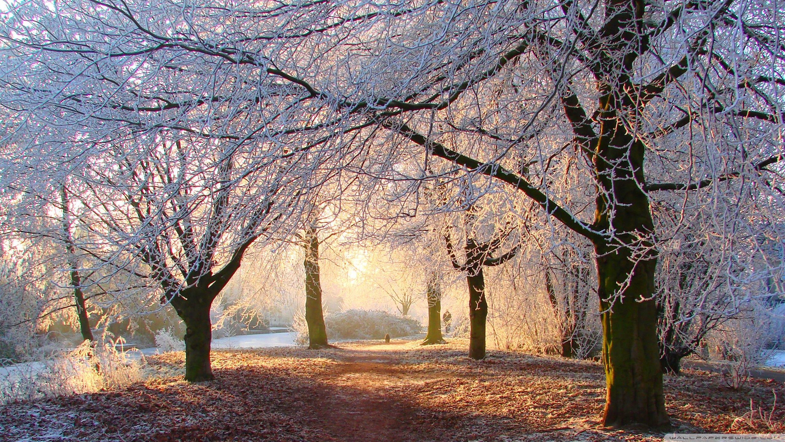 Winter Lights Wallpaper