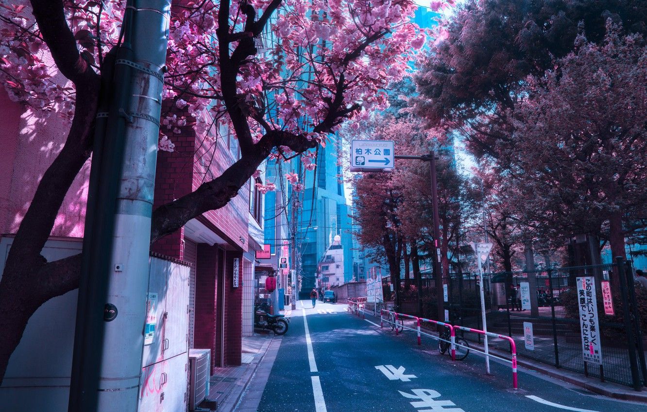 Wallpaper Japan, Japan, flowering in the spring, city street image for desktop, section город
