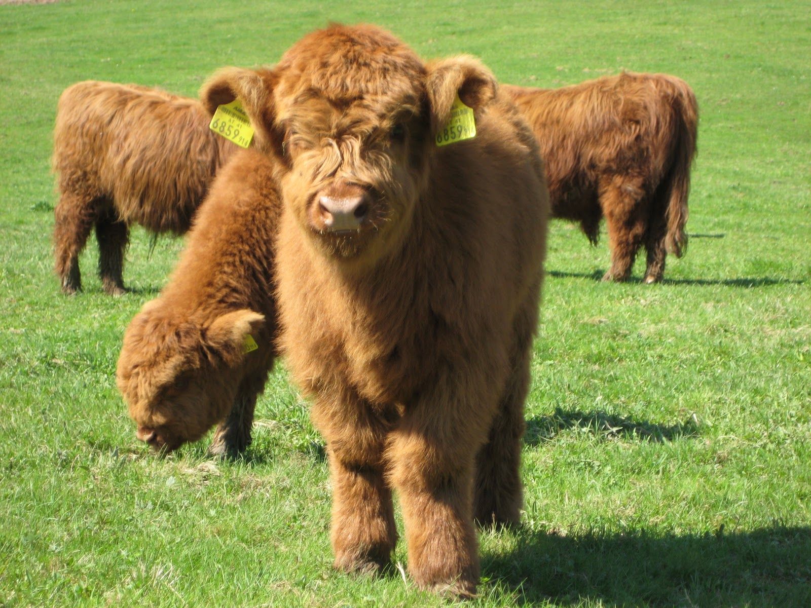 Fluffy Baby Cow Wallpapers Wallpaper Cave