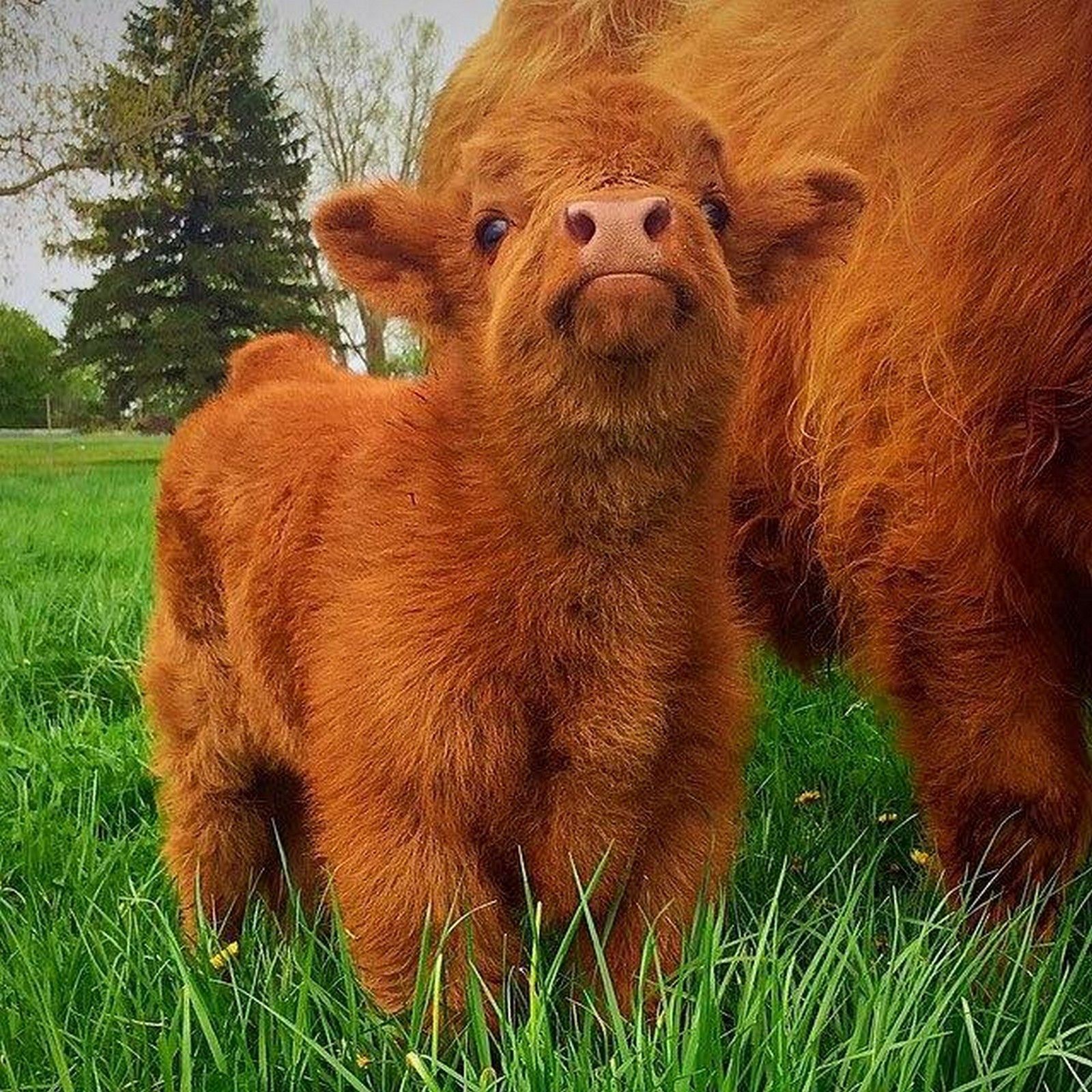 farm animals. Cute baby cow, Fluffy cows, Cow picture