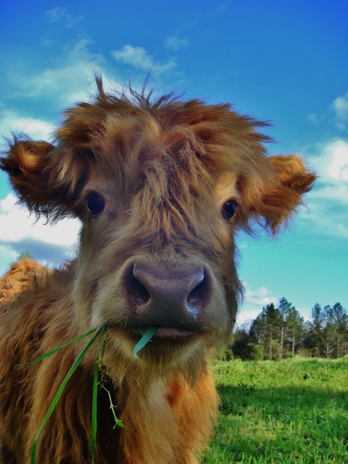 200×600 pixels. Fluffy cows, Animal wallpaper, Animals beautiful