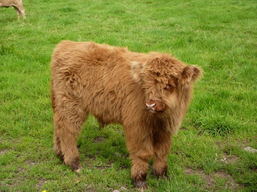 the Highland Cowtheculturetrip.com