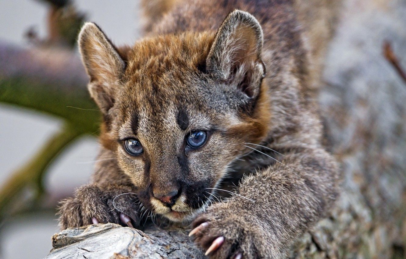 Wallpaper portrait, baby, claws, Puma, Cougar image for desktop, section кошки