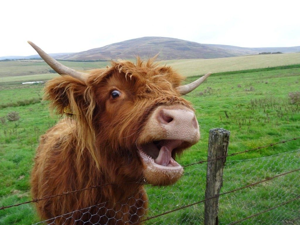 Cute AF Photo That Prove That Fluffy Highland Cows = Dogs