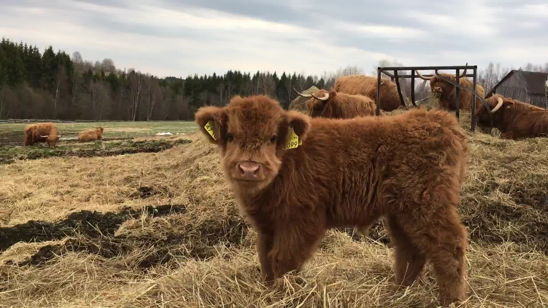 Scottish Highland Cattle In Finland: Osku The Fluffy Calf, Always Ready For Some