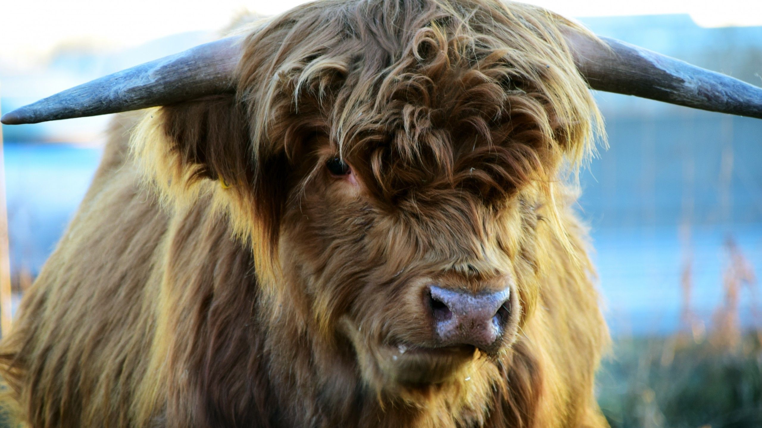 Download 2560x1440 Highland Cattle, Fluffy, Horns, Close Up Wallpaper For IMac 27 Inch