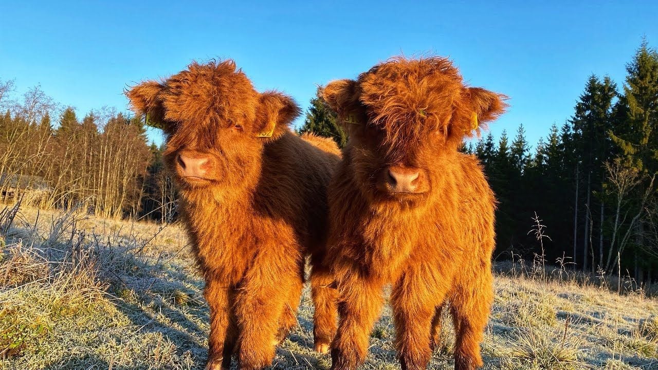 Scottish Highland Cattle In Finland: Morning frost and cows