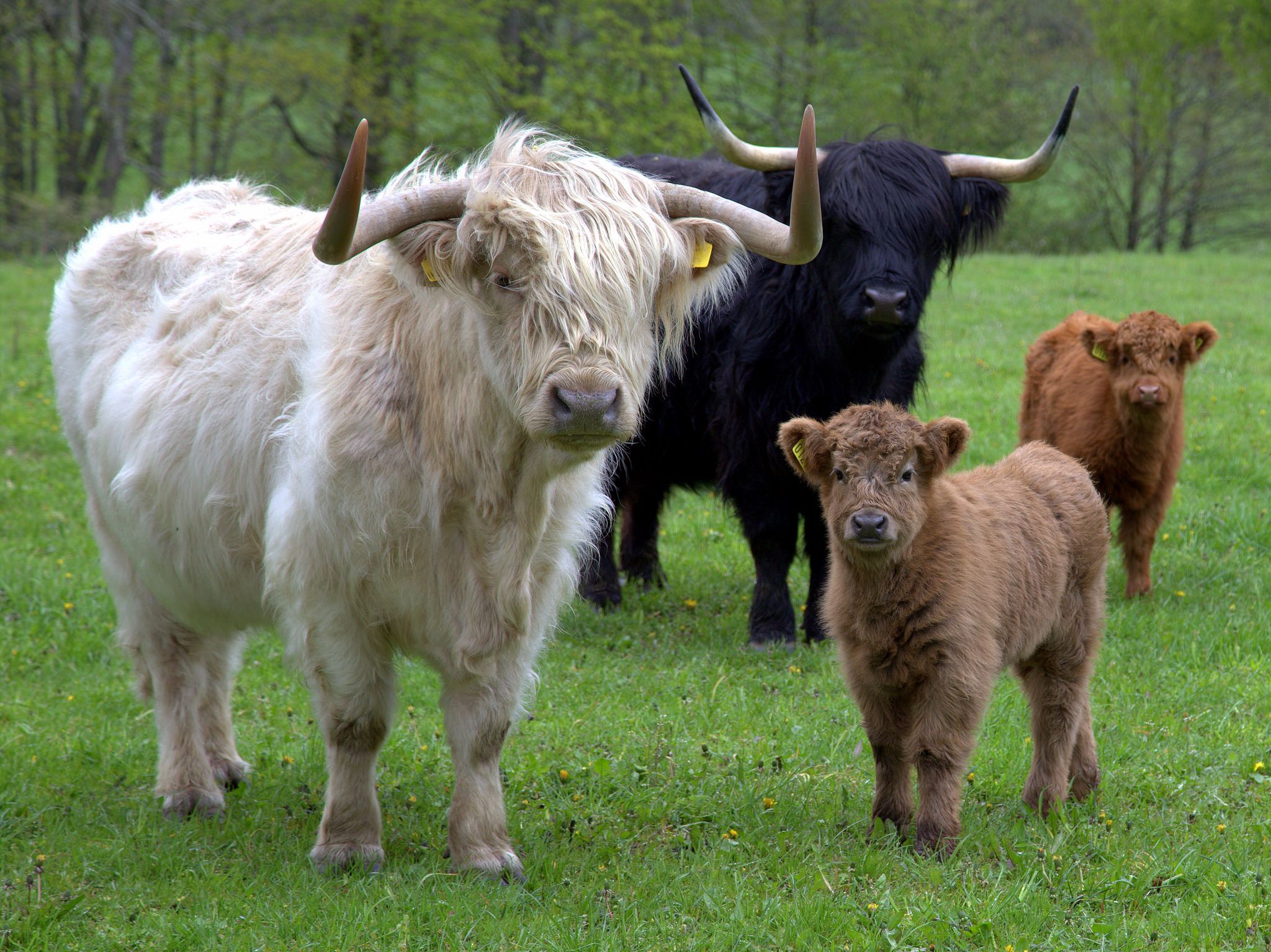 Things You Need to Know About the Highland Cow