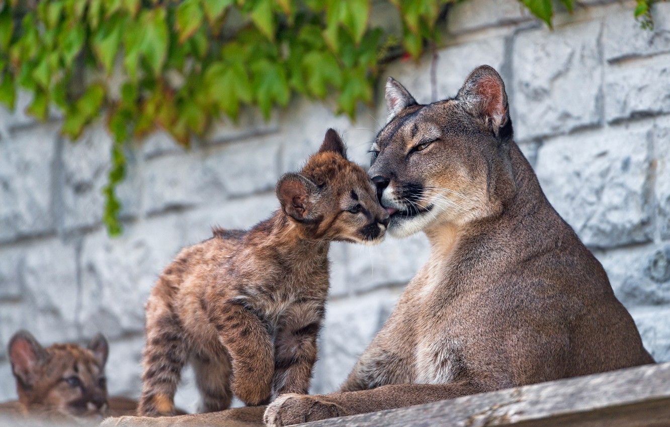 Wallpaper wall, baby, weasel, wild cats, Puma, cub, mom, zoo, attachment, Cougars, lumenok image for desktop, section кошки