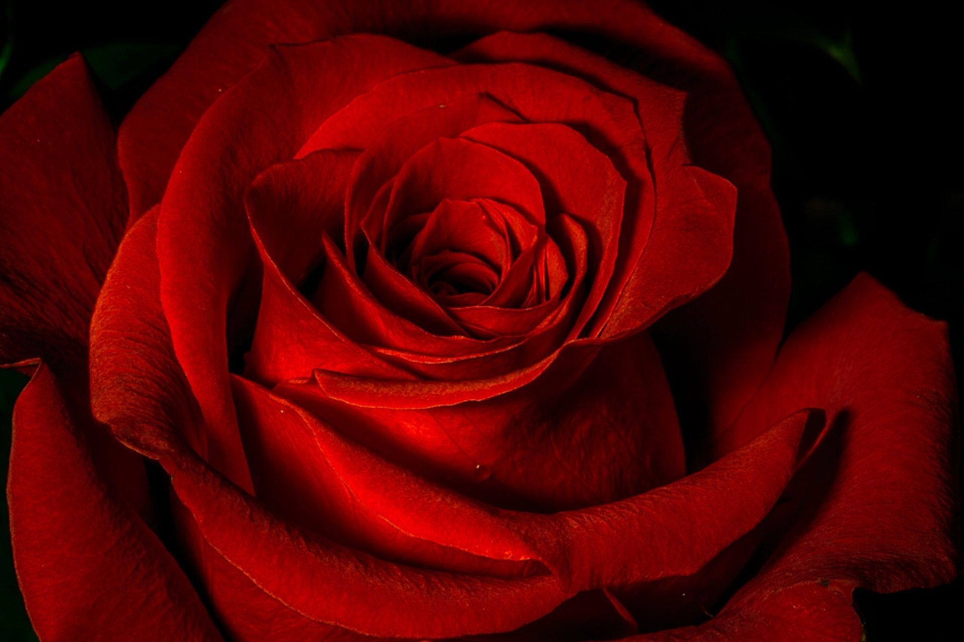 red rose desktop background HD wallpaper. Rose wallpaper, Red roses, Red flower wallpaper