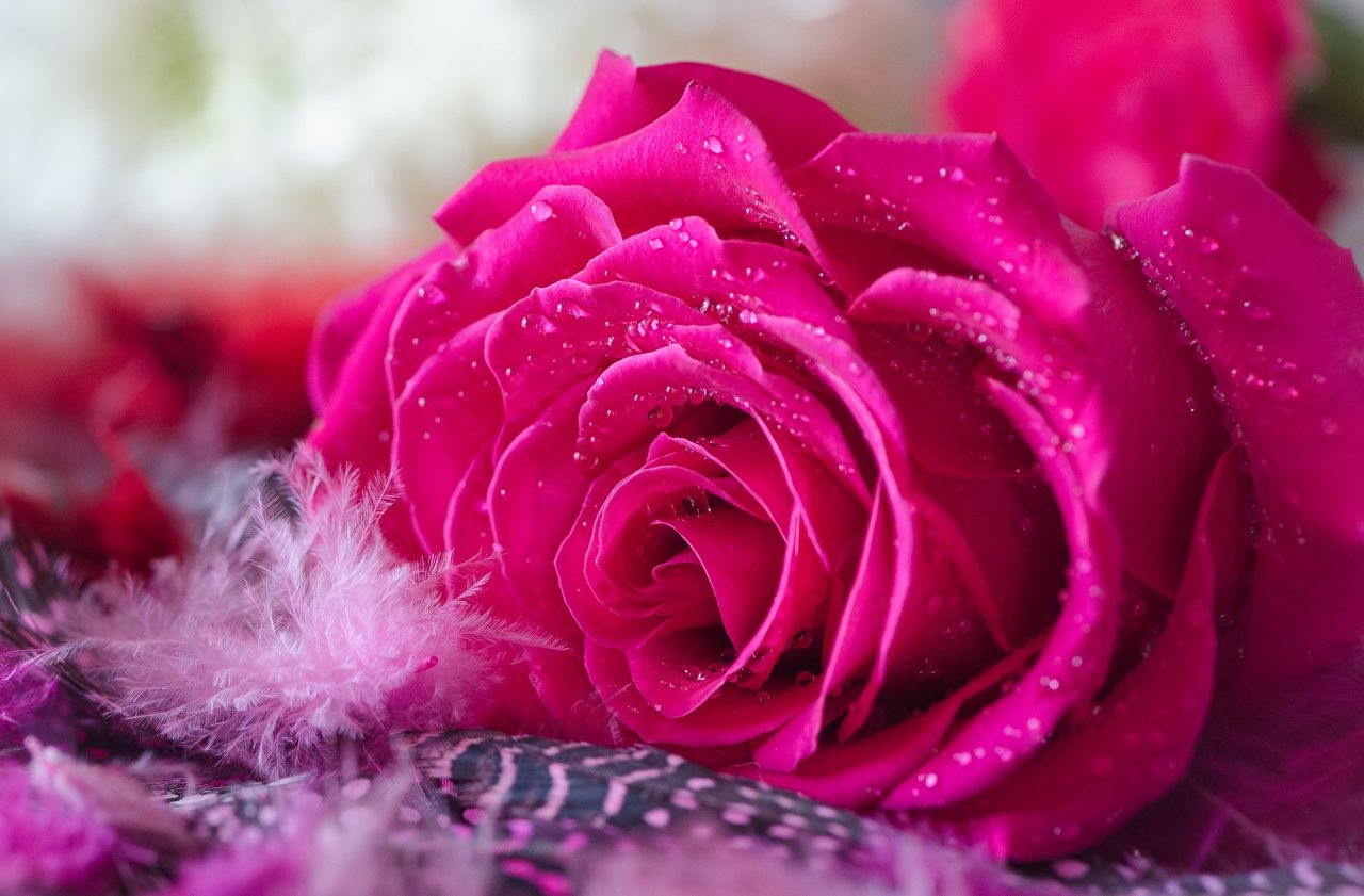 Desktop Wallpaper Roses Pink color Drops Flowers Closeup