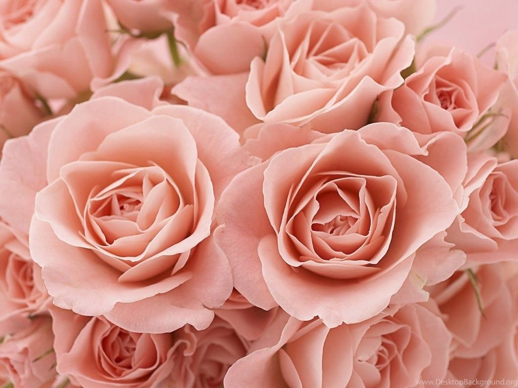 Pink Roses Desktop PC And Mac Wallpaper Desktop Background