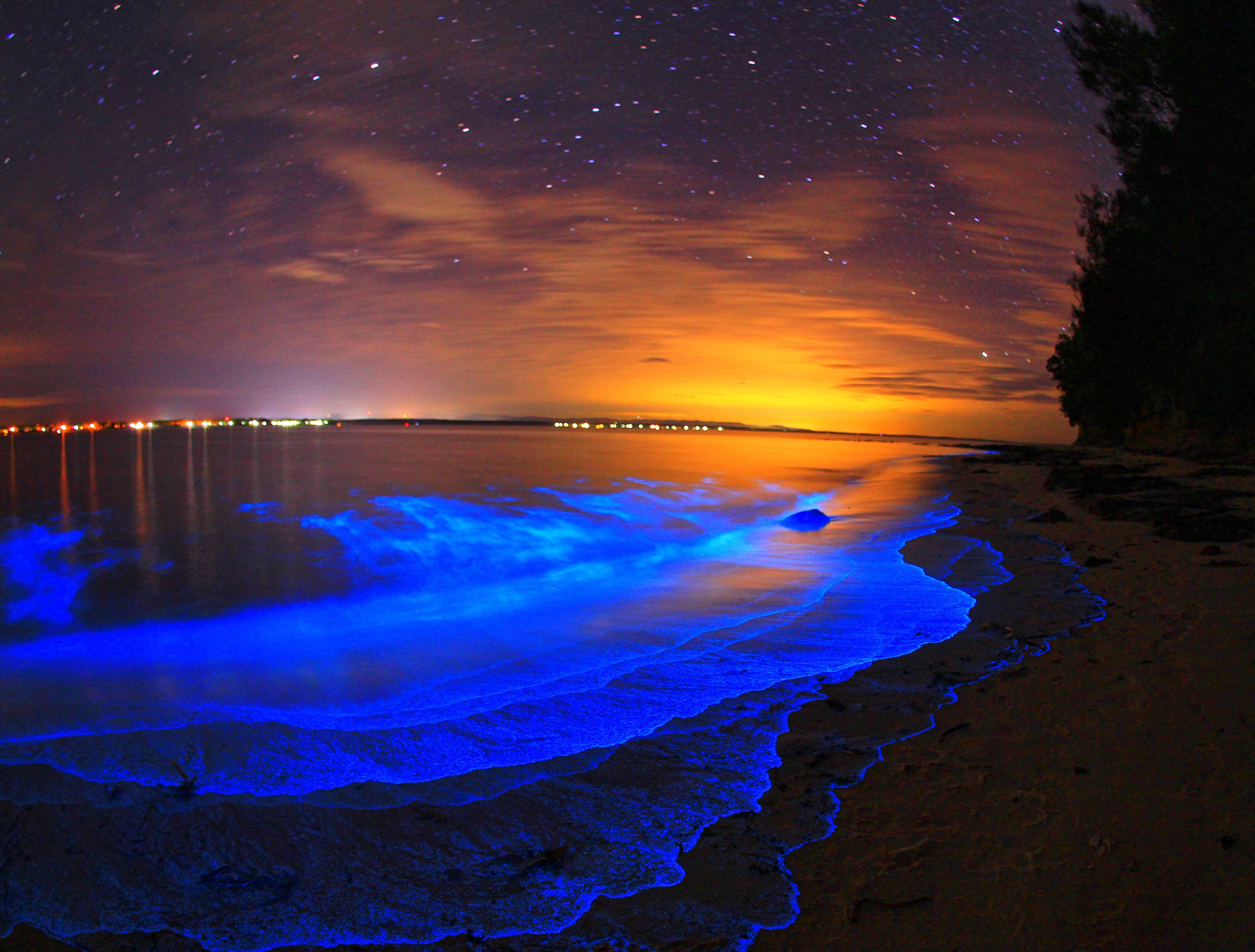 Bioluminescence Wallpapers Wallpaper Cave