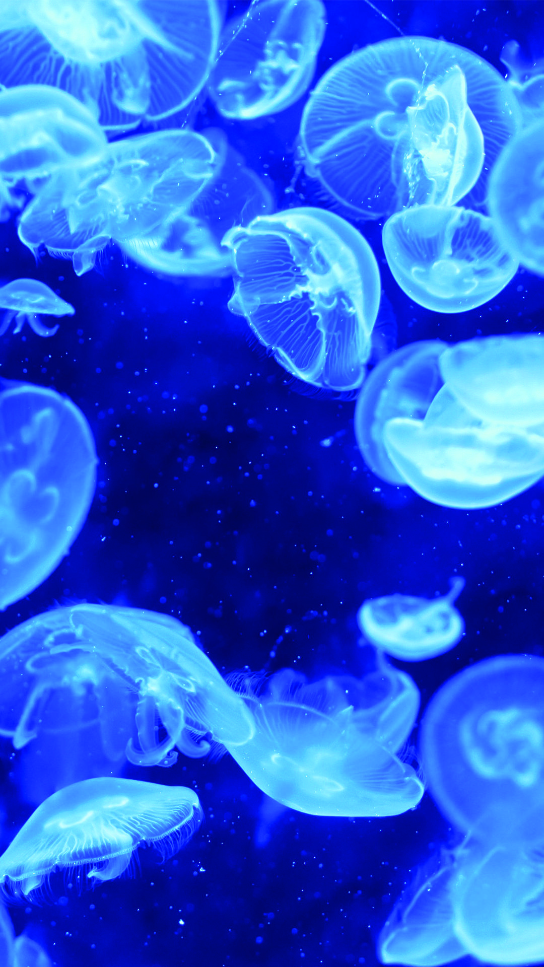 Blue Jellyfish Bioluminescence iPhone 6 Plus HD Wallpaper HD