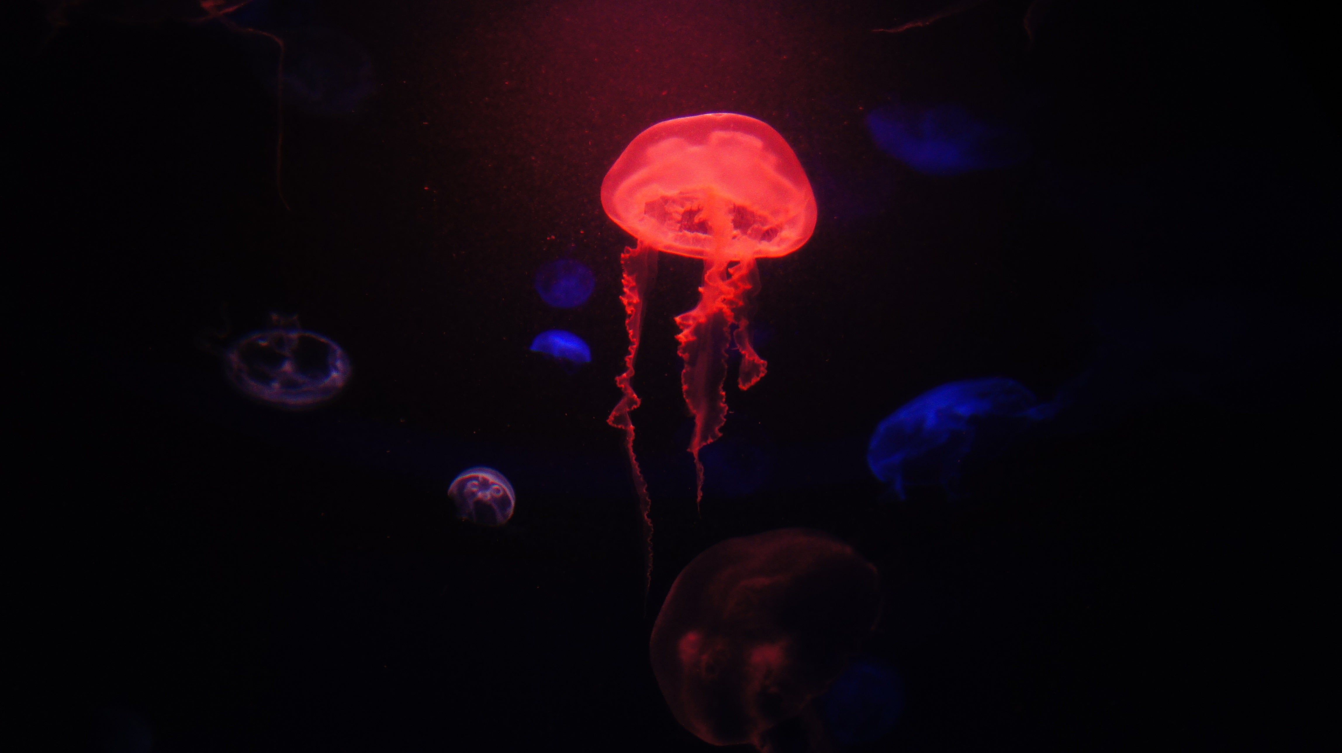 Bioluminescence 4592 × 2576