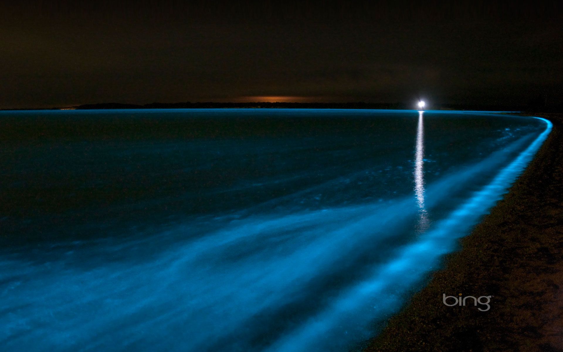 bioluminescent algae lamp