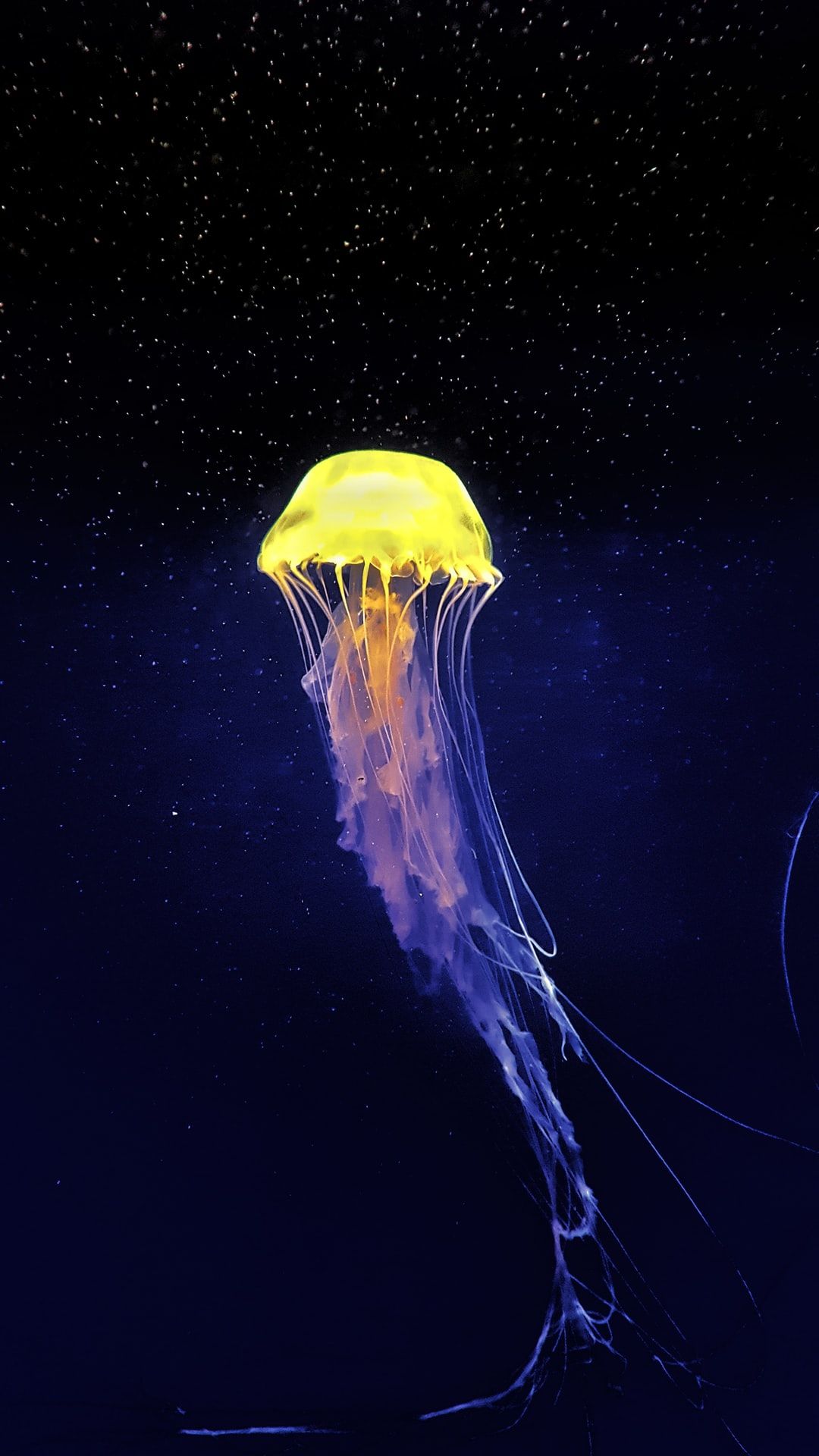 bioluminescent plankton  Oceans  Nature Background Wallpapers on Desktop  Nexus Image 1590813