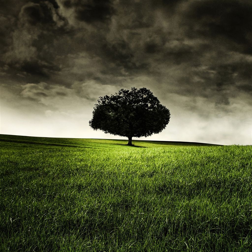 Single Tree on Hill iPad Air wallpaper. Cool landscapes, Tree photography, Beautiful tree