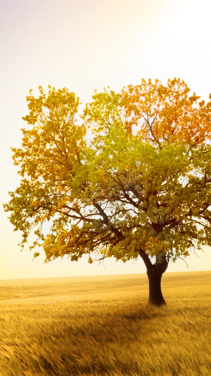 Autumn colorful single tree in yellow grass beautiful wallpaper HD Mobile, Desktop Wallpaper