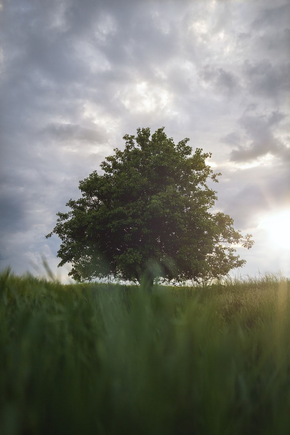 Single Tree Picture. Download Free Image