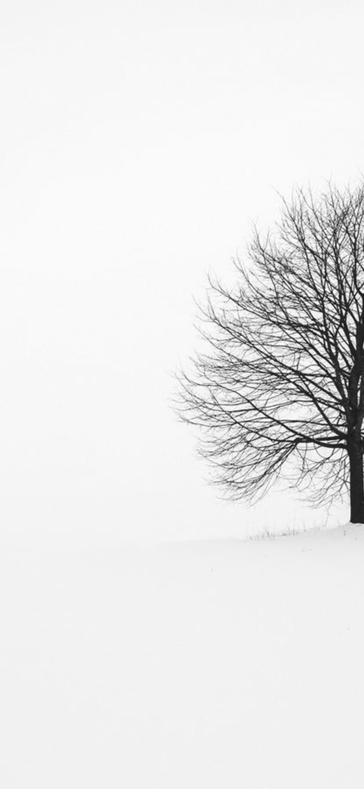 White nature and one single tree