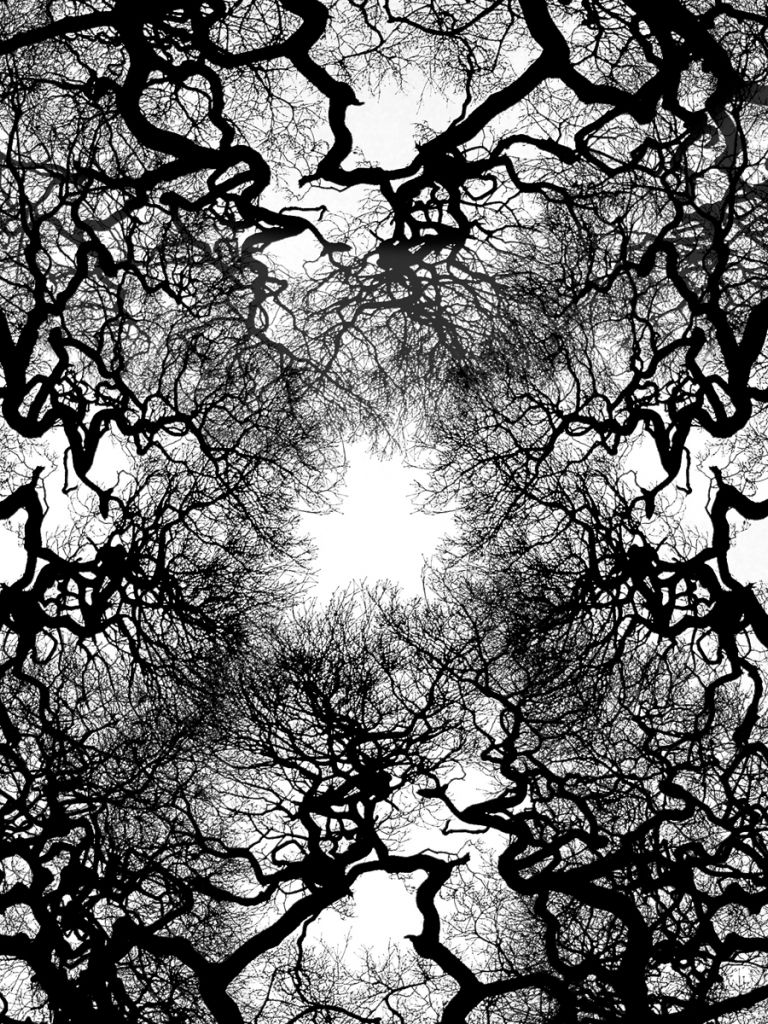 Free download Tree Veins Wallpaper 1920x1200 Tree Veins Is For Tree [1920x1200] for your Desktop, Mobile & Tablet. Explore Tree Wallpaper. Tree Wallpaper for Walls, Birch Tree Wallpaper, Birch