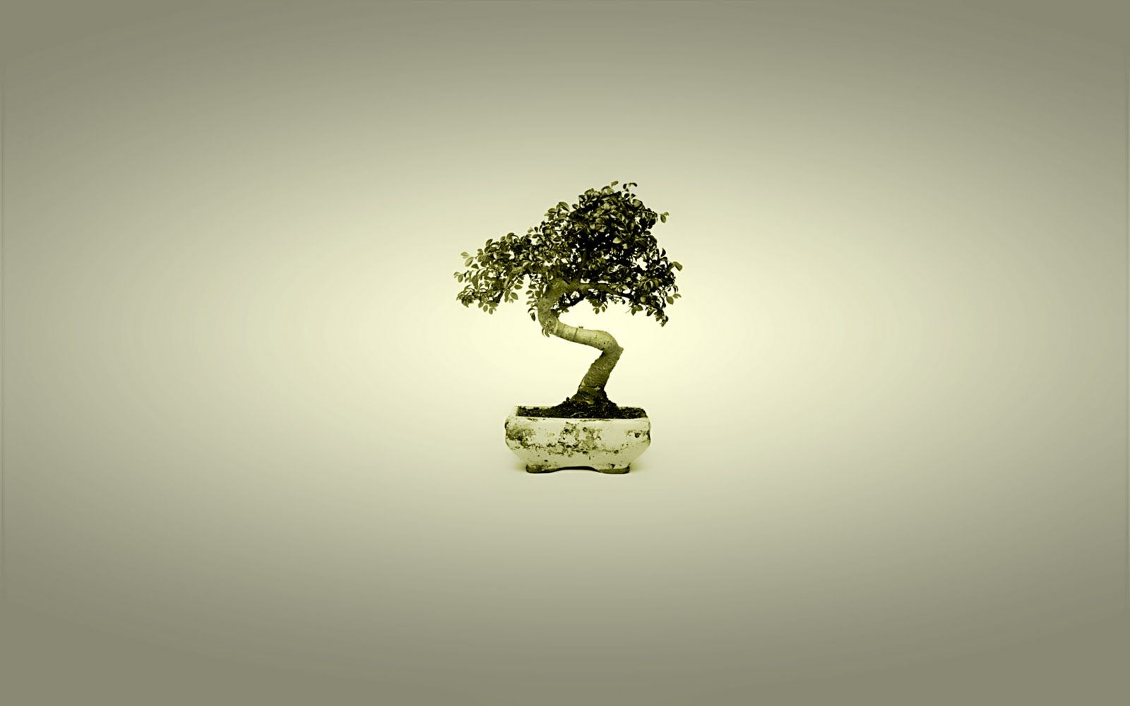 Bonsai Tree Wallpaper