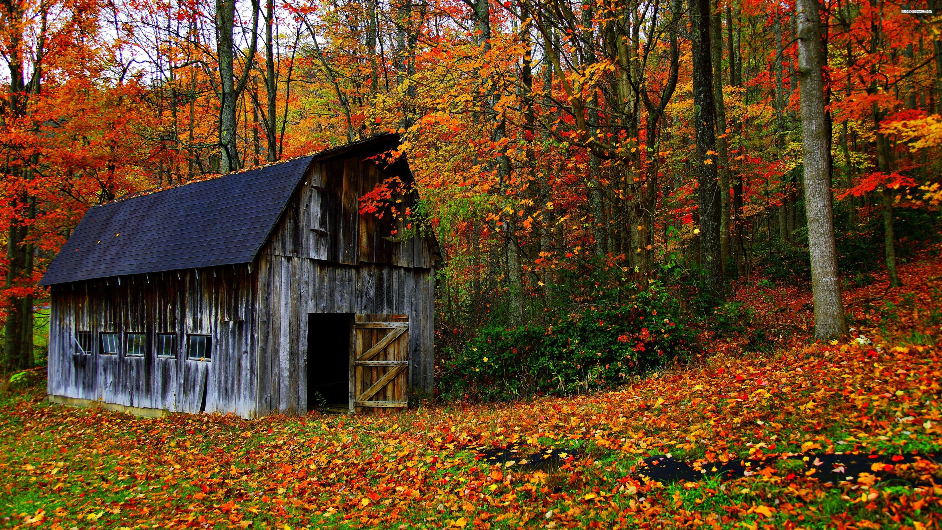 House autumn leaves trees jungle forest countryside huts landscapes nature earth colors wallpaperx2160